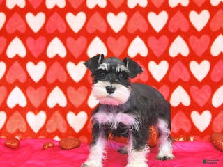 Miniature Schnauzer dogs Paris - Ad 38