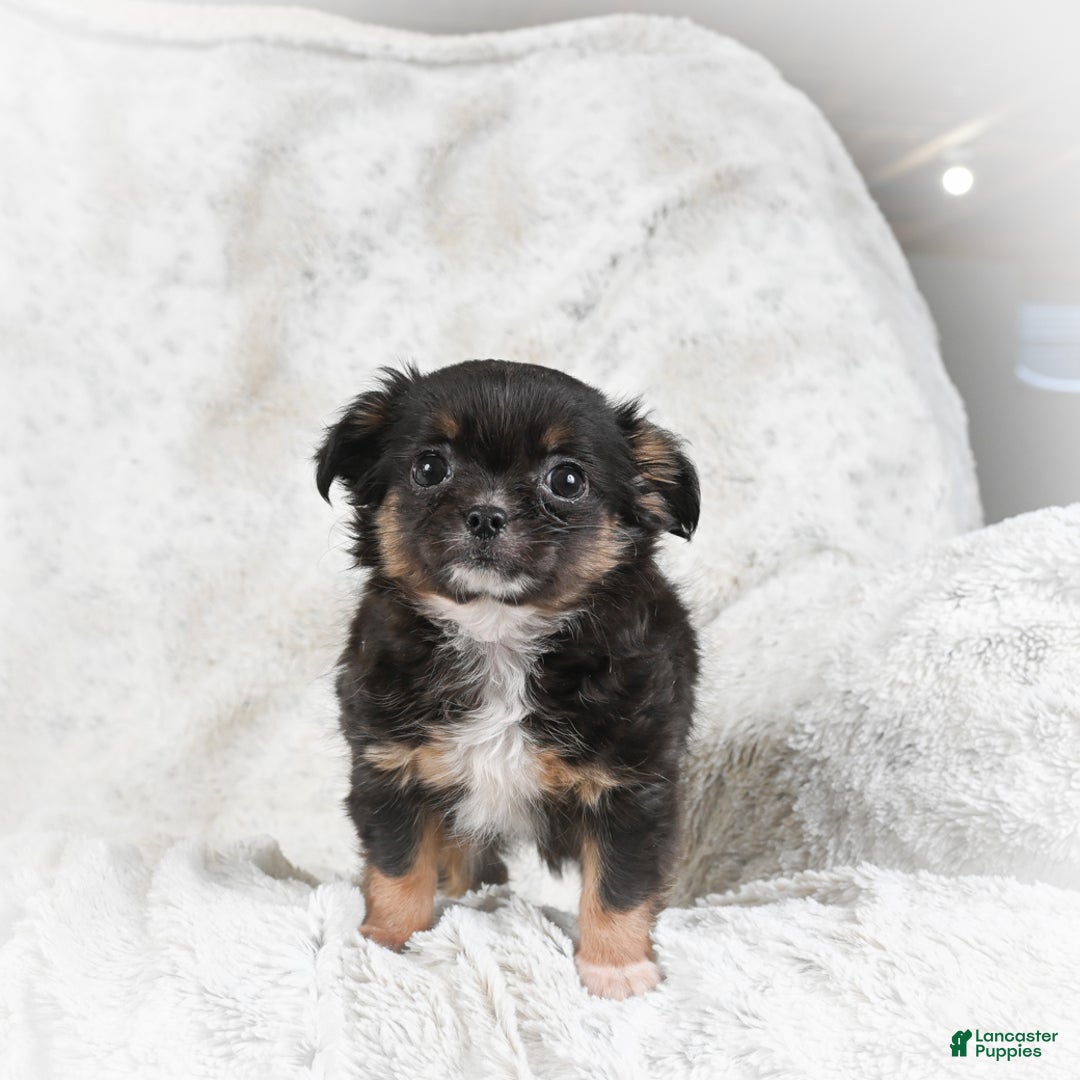 Chihuahua dogs for sale: Sally - Ad 6