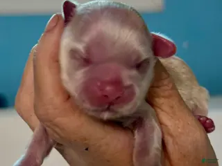 Shih Tzu dogs Shih Tzu Puppy 2 - Ad 17