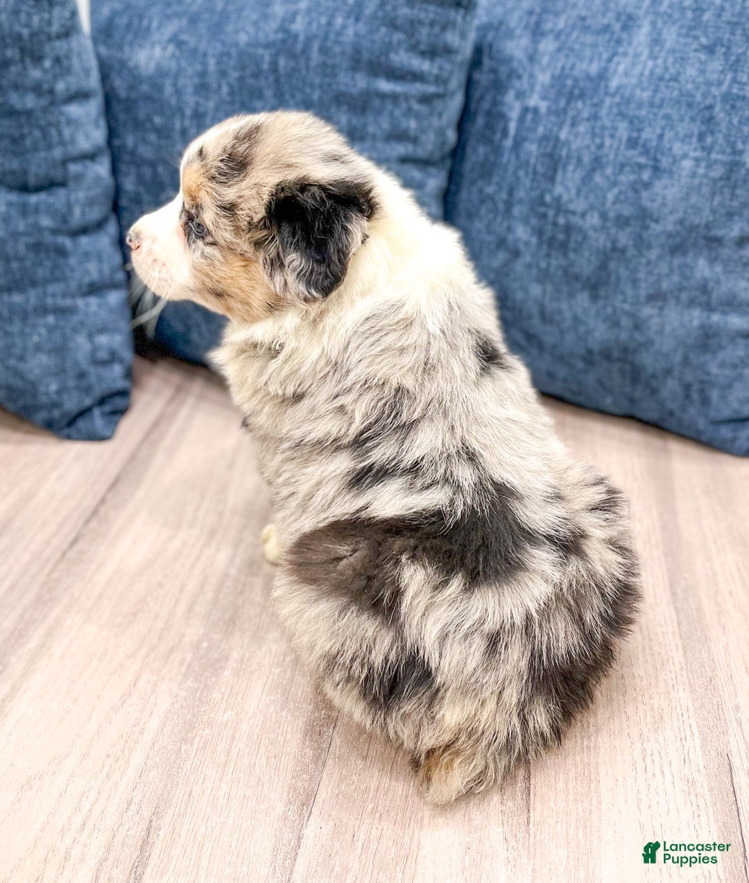 Australian Shepherd dogs for sale: Presley - Ad 5