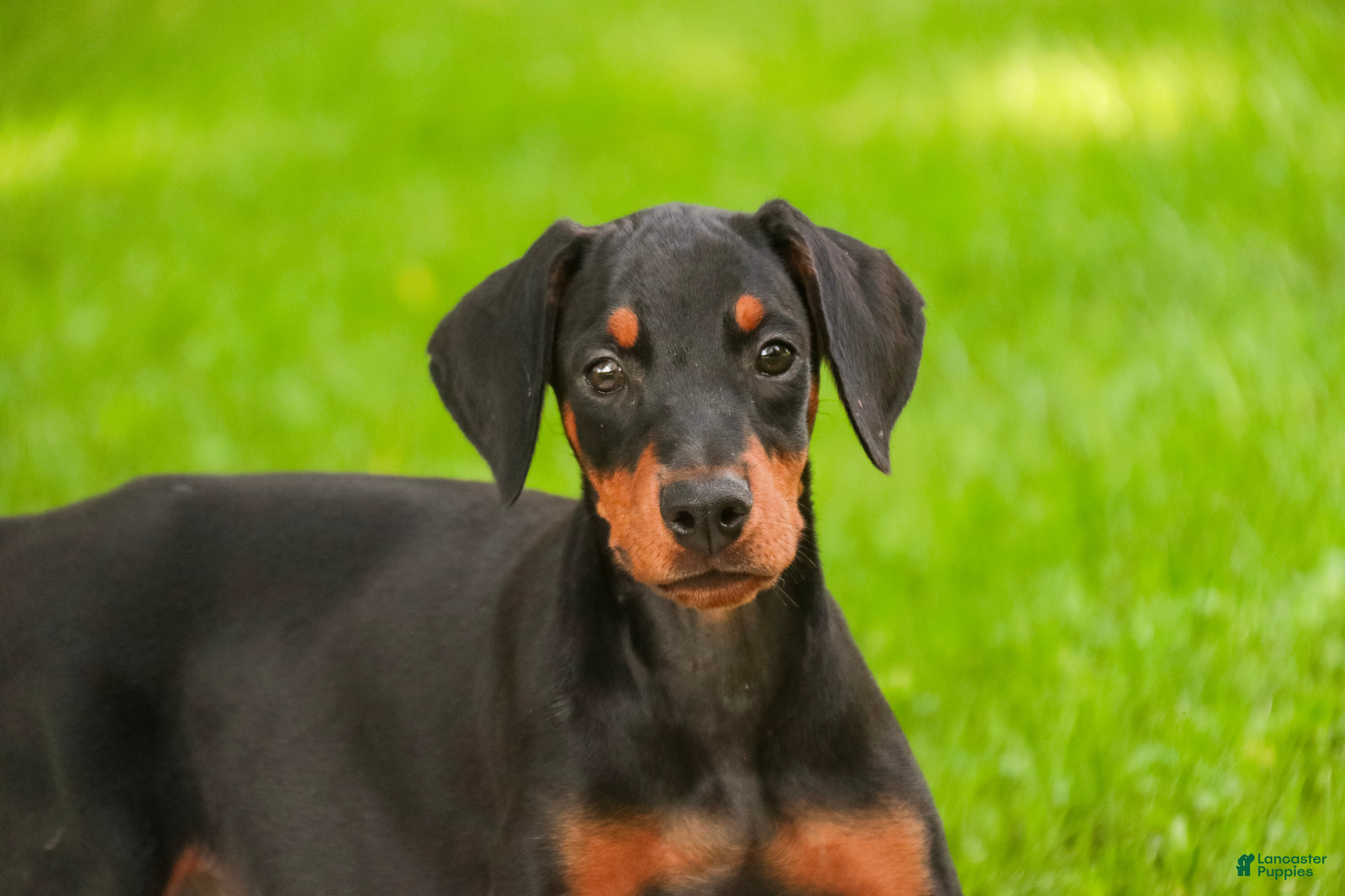 Doberman Pinscher dogs Elowen - Ad 1