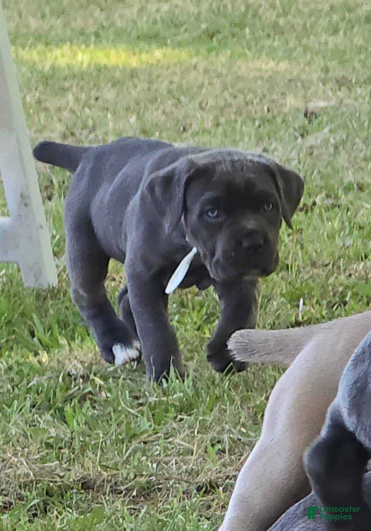 Cane Corso dogs Cane Corso Puppy 3 - Ad 2