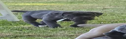 Cane Corso dogs for sale: Cane Corso Puppy 3 - Ad 2