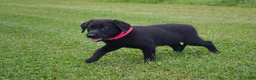 Labrador Retriever dogs for sale: Gwenda - Ad 3