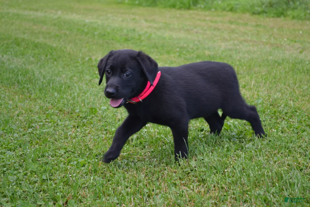 Labrador Retriever dogs for sale: Gwenda - Ad 3
