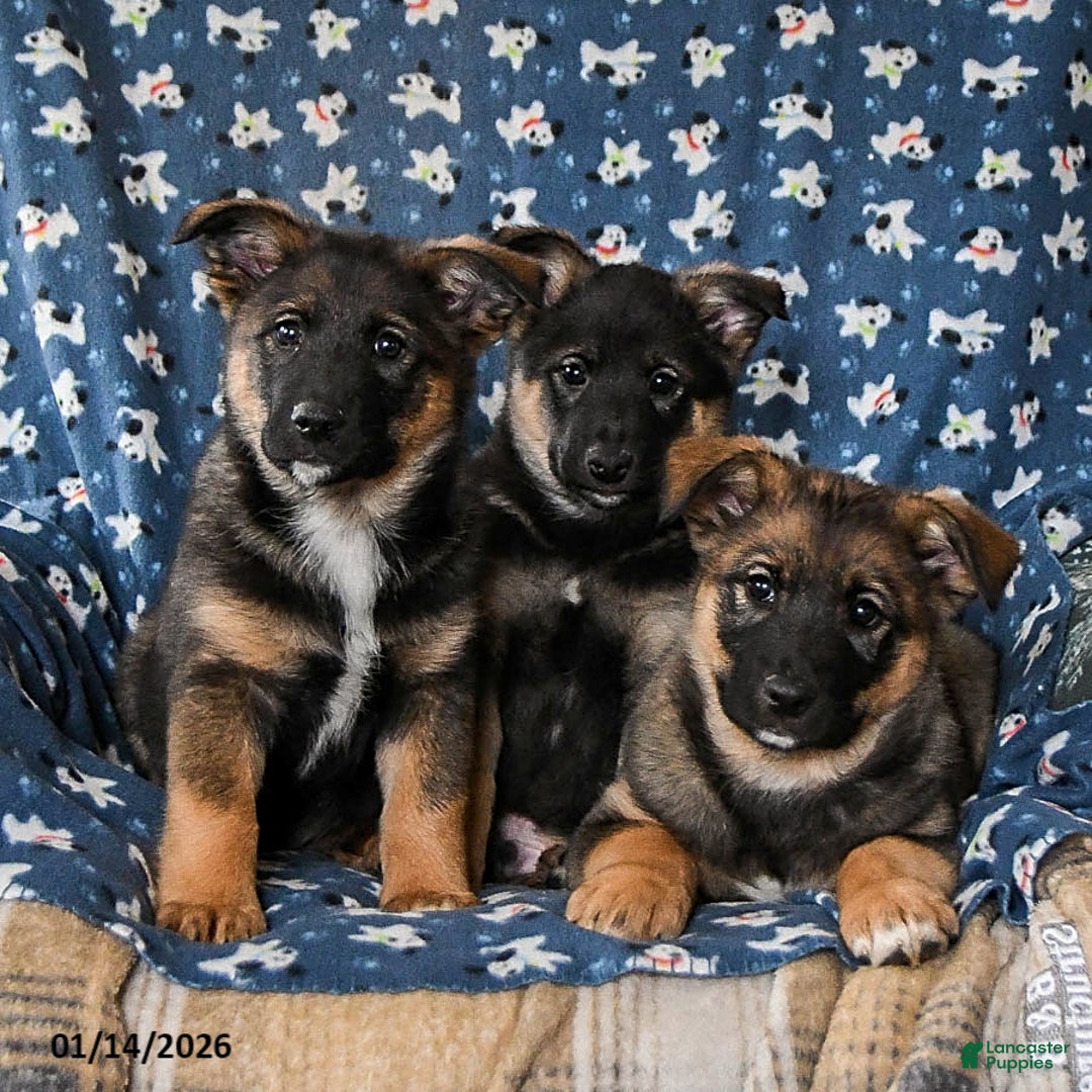 Mixed Breed dogs for sale: Bandit - Ad 3