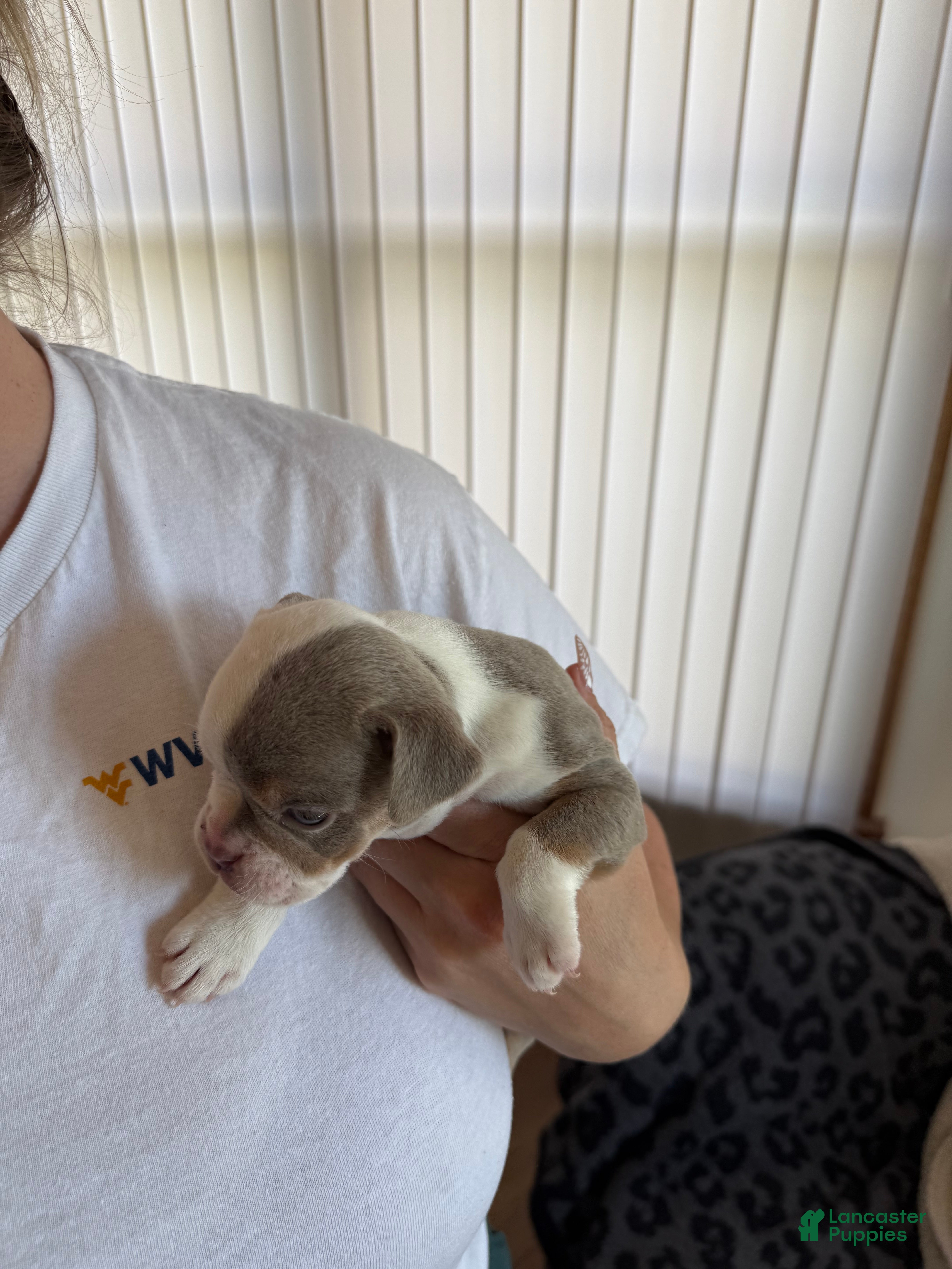 Olde English Bulldogge dogs Tri Lilac  - Ad 1