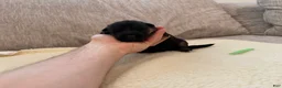 German Shepherd dogs for sale: Green Girl - Ad 2