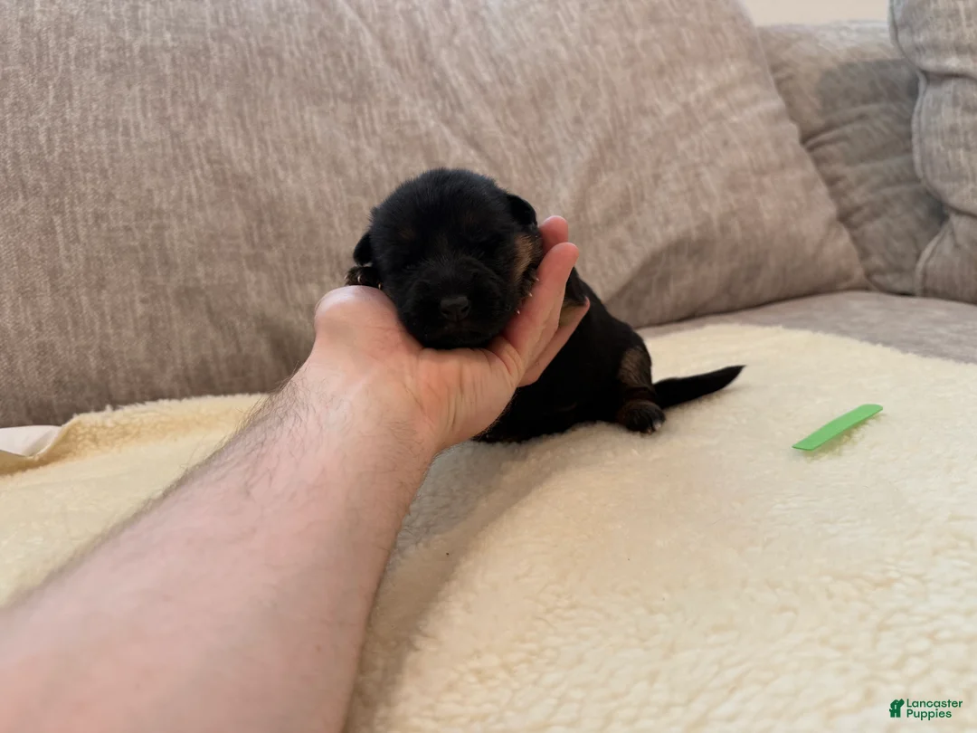 German Shepherd dogs for sale: Green Girl - Ad 2