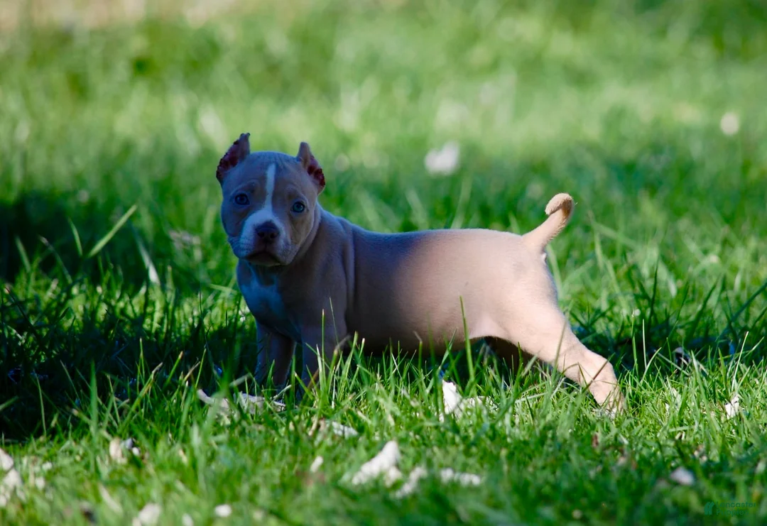 American Bully dogs for sale: Fawn Female 1 - Ad 1