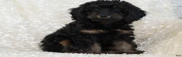 Goldendoodle dogs for sale: Teddy - Ad 4