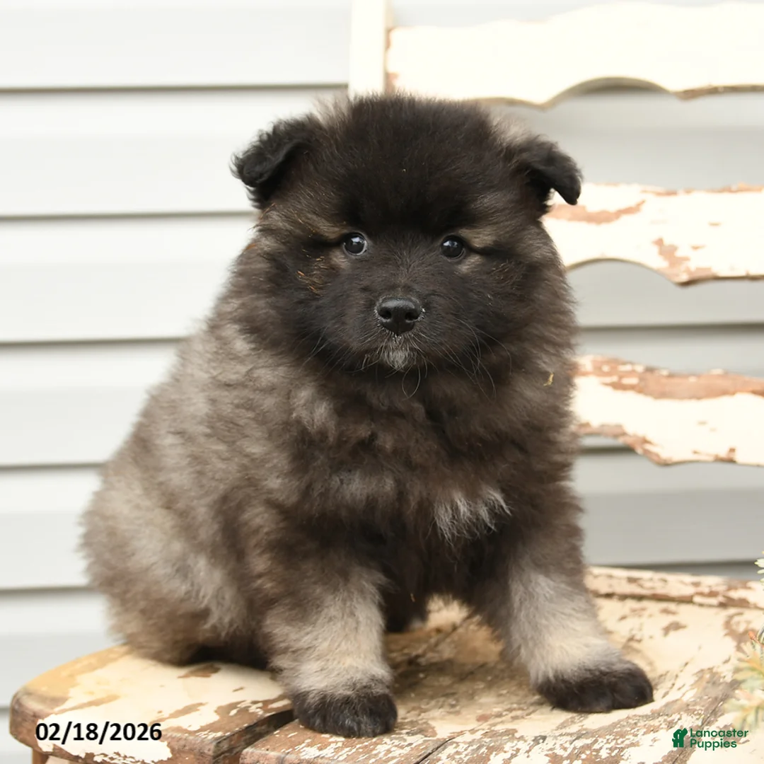 Keeshond dogs for sale: Marina - Ad 2