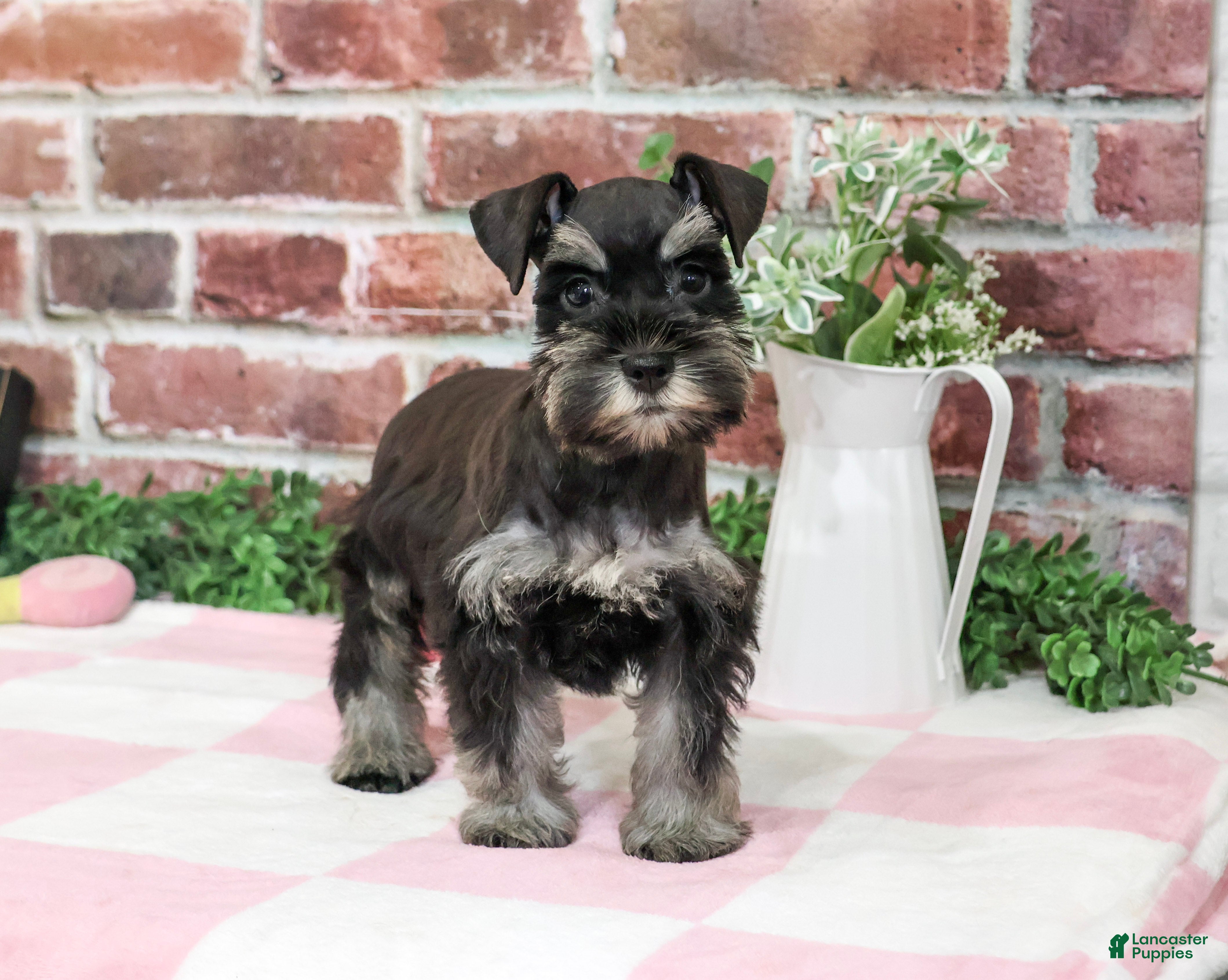 Miniature Schnauzer dogs for sale: Trina - Ad 2