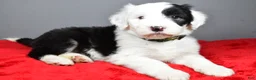 Old English Sheepdog dogs for sale: Crystal  - Ad 7