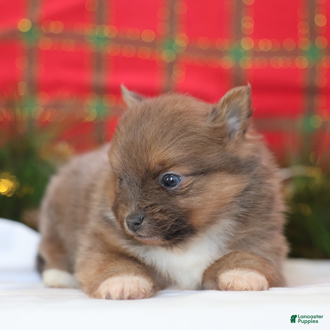 Pomeranian dogs for sale: Brownie  - Ad 3