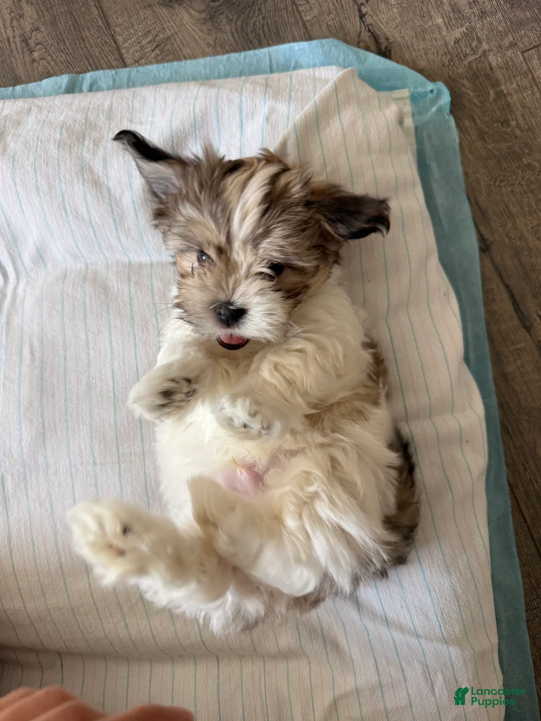 Malshi dogs for sale: Malshi 3 - Ad 2