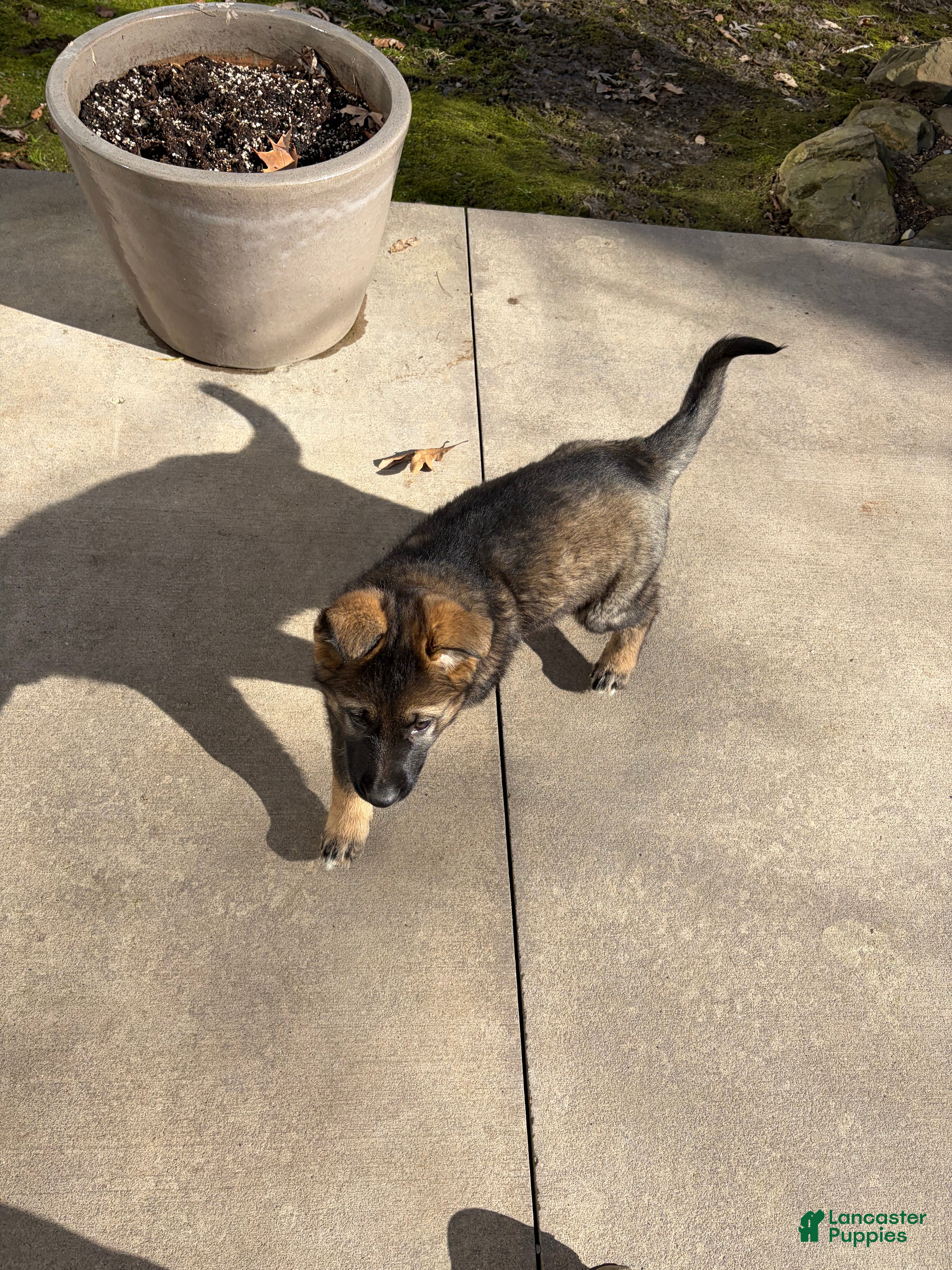 German Shepherd dogs Millie - Ad 2