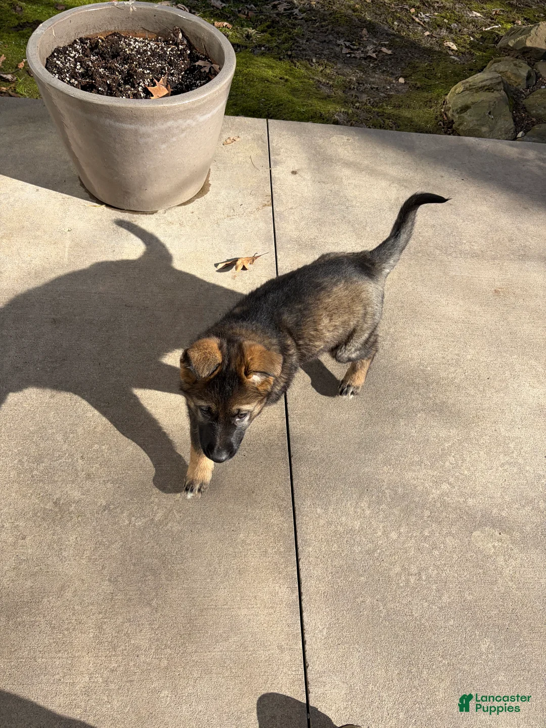 German Shepherd dogs for sale: Millie - Ad 2