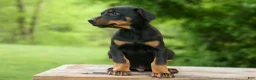 Doberman Pinscher dogs for sale: Duke (Black Rust)🐶🤎✨ - Ad 18