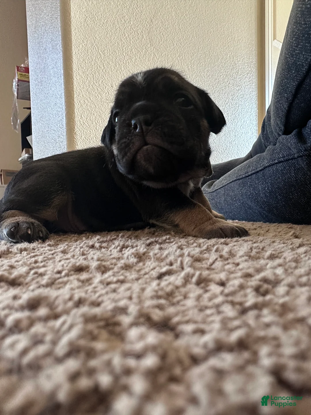 English Bulldog dogs for sale: Nyx - Ad 6