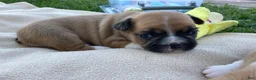 Frenchton dogs for sale: Pez - Ad 6