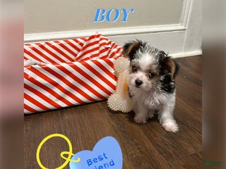 Yorkiepoo dogs WILLOW - Ad 29