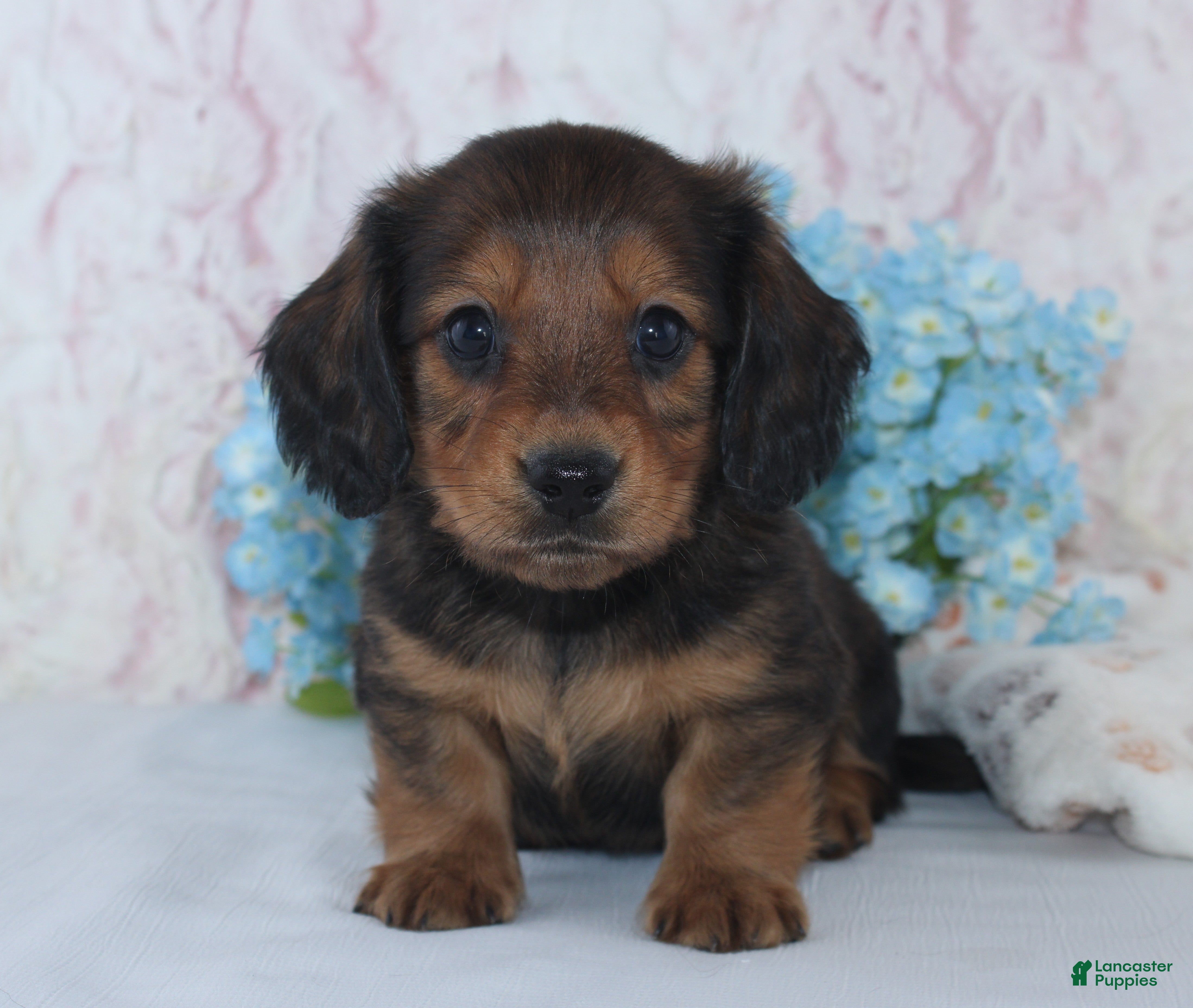 Miniature Dachshund dogs for sale: Shawn - Ad 1