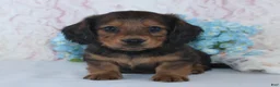 Miniature Dachshund dogs for sale: Shawn - Ad 1
