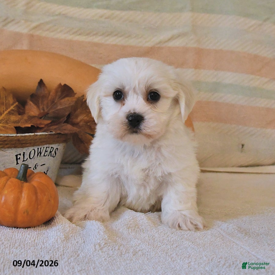 Malshi dogs Milo - Ad 2