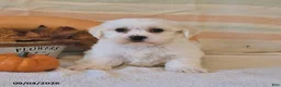 Malshi dogs for sale: Milo - Ad 2