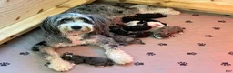 Mini Bernedoodle dogs for sale: Otis - Ad 4