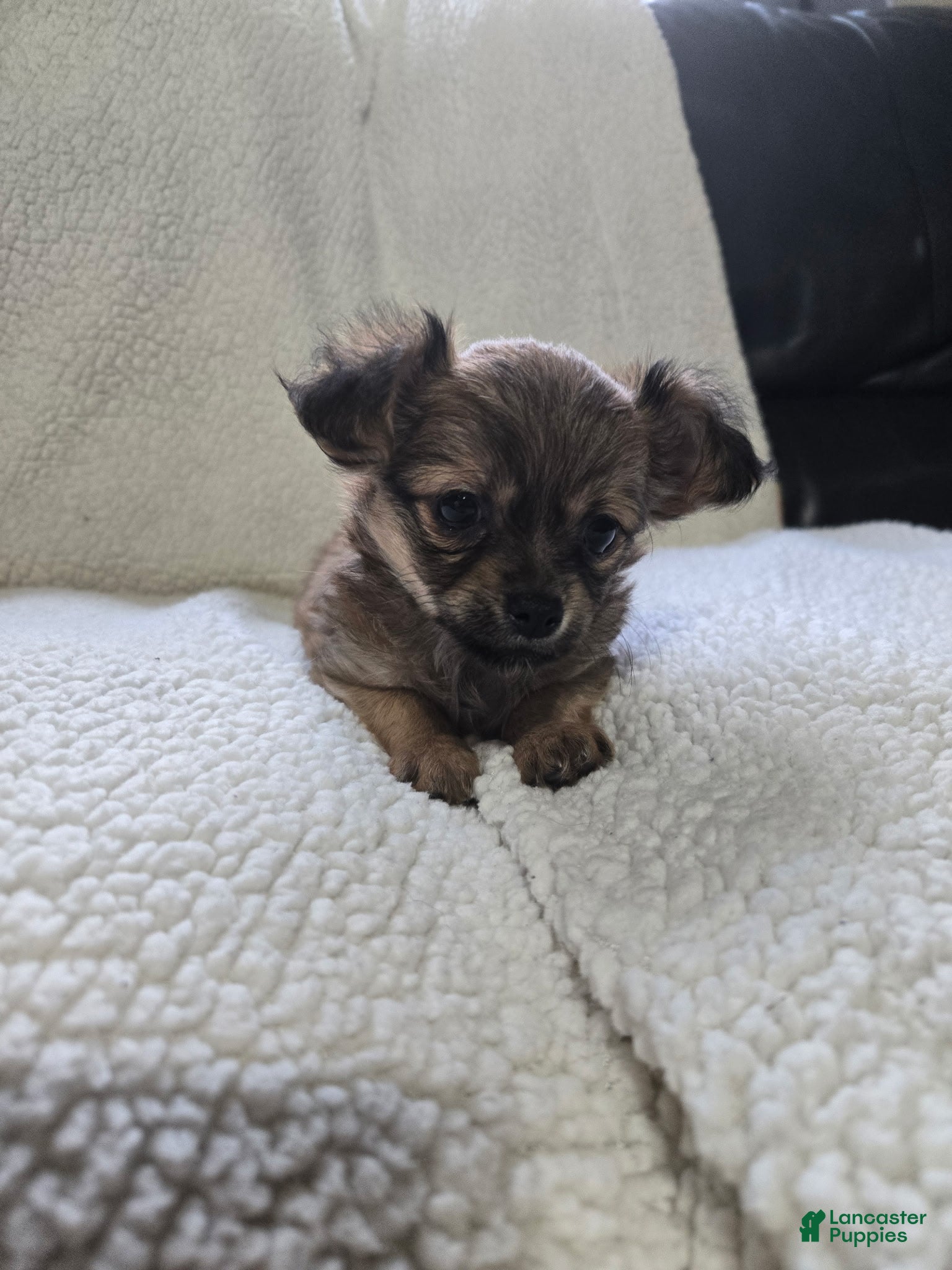 Chihuahua dogs El Chubbo  - Ad 1