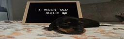Miniature Dachshund dogs for sale: Miniature Dachshund 2 - Ad 1