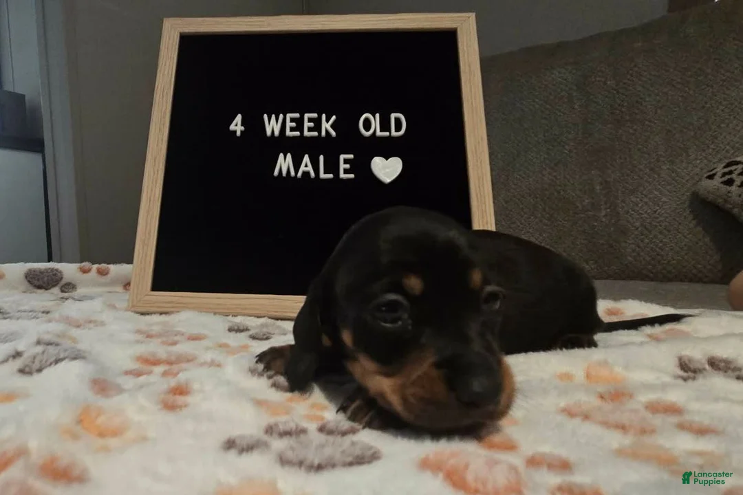Miniature Dachshund dogs for sale: Miniature Dachshund 2 - Ad 1