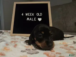 Miniature Dachshund dogs Miniature Dachshund 2 - Ad 21