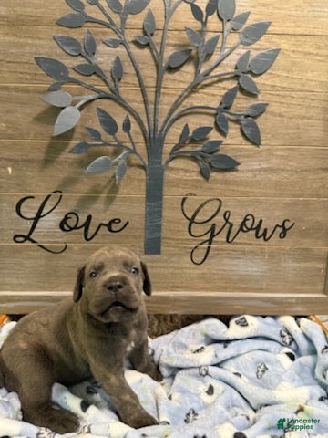 Cane Corso dogs Boy 1 - Ad 2