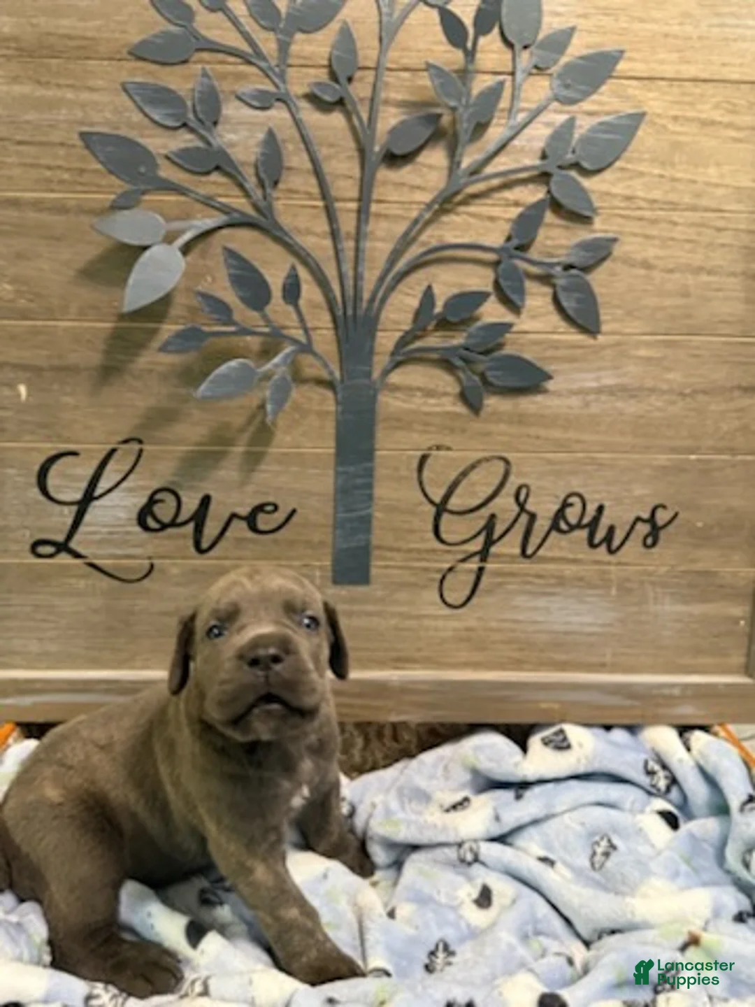 Cane Corso dogs for sale: Boy 1 - Ad 2