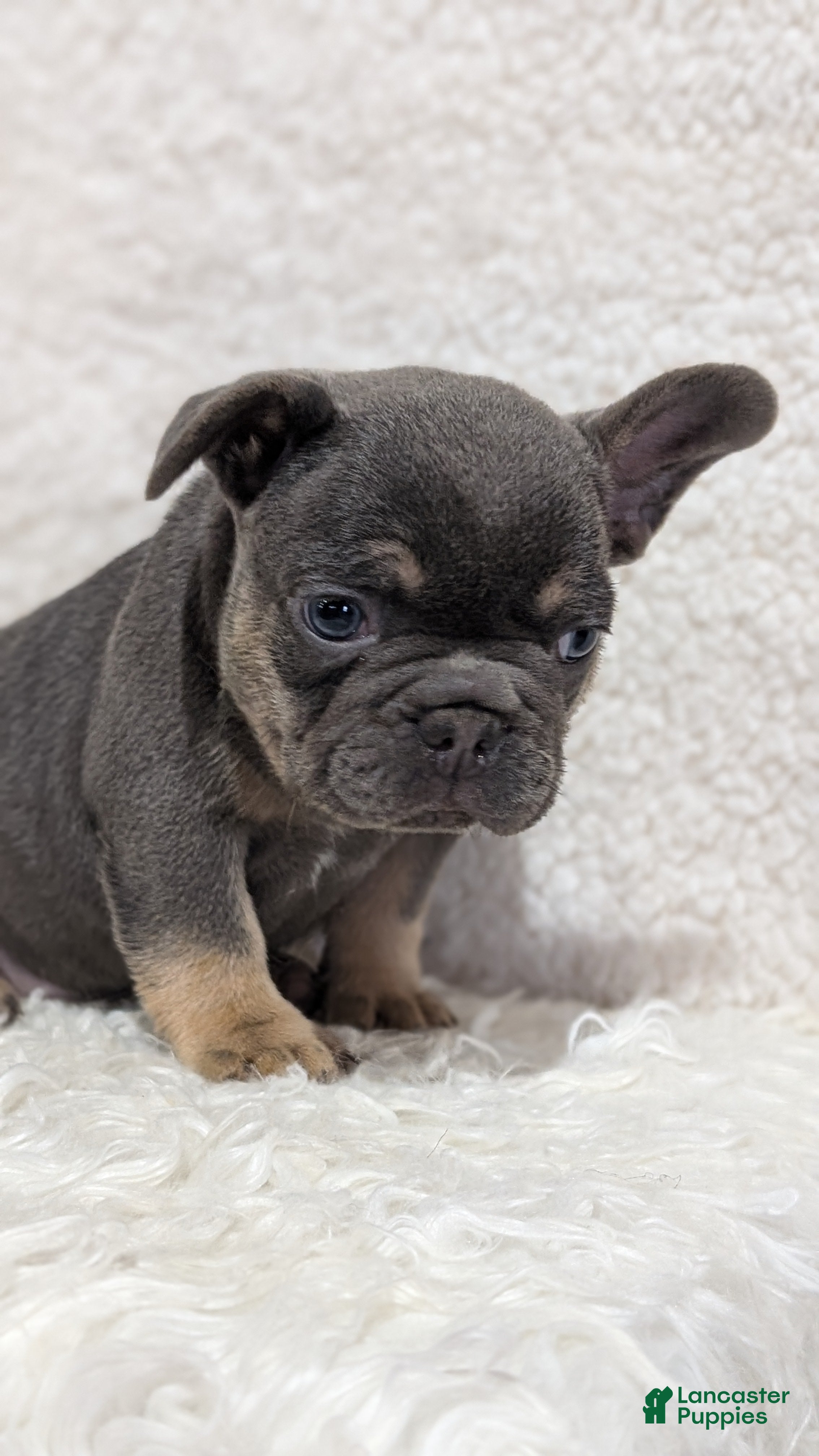 French Bulldog dogs Yoda - Ad 2