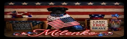 Great Dane dogs for sale: Great Dane 1 - Ad 3