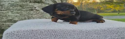 Miniature Dachshund dogs for sale: Remy  - Ad 9