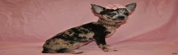 Chihuahua dogs for sale: Lady - Ad 3