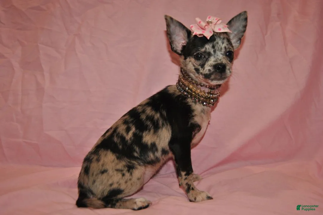 Chihuahua dogs for sale: Lady - Ad 3