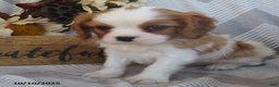 Cavalier King Charles Spaniel dogs for sale: Tyler - Ad 5