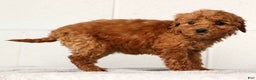 Mini Goldendoodle dogs for sale: Lori - Ad 3