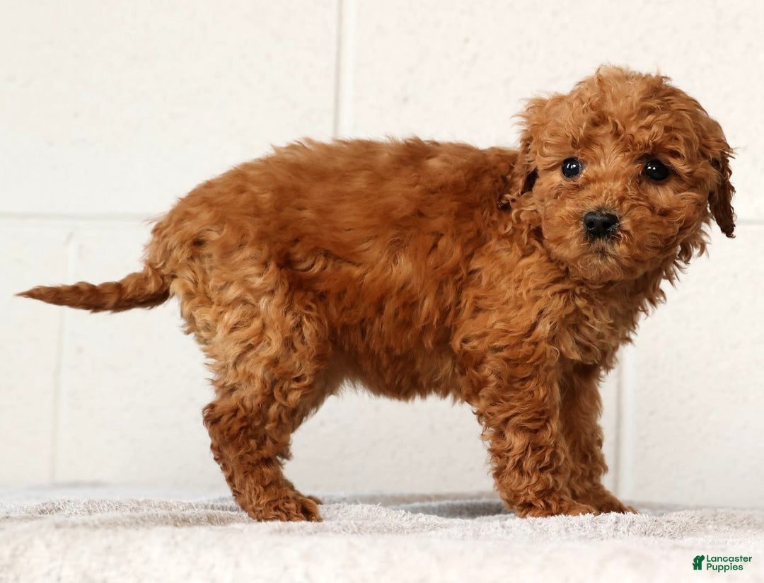 Mini Goldendoodle dogs for sale: Lori - Ad 3