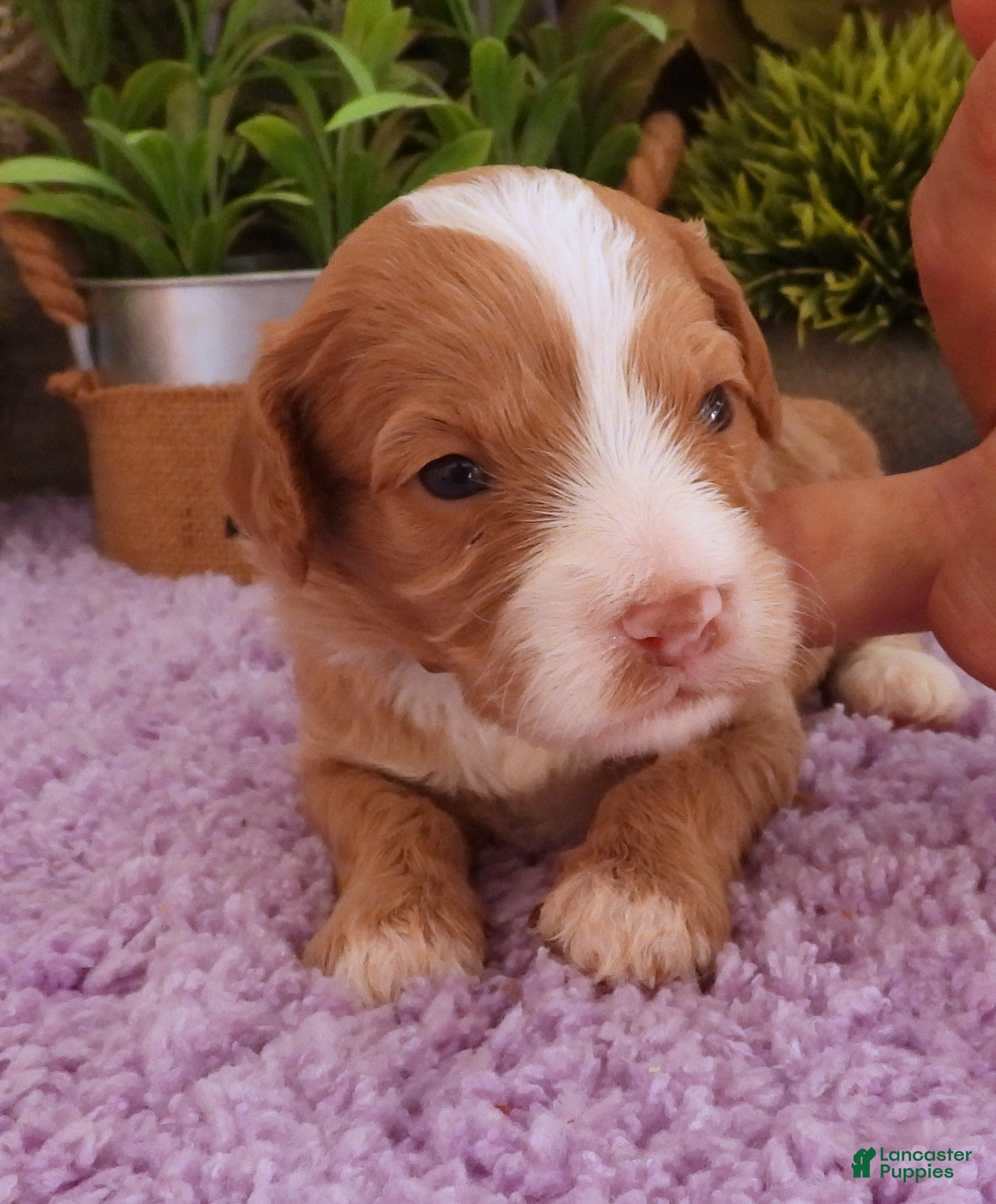Cavapoo dogs Autumn's #1 Female - Ad 5