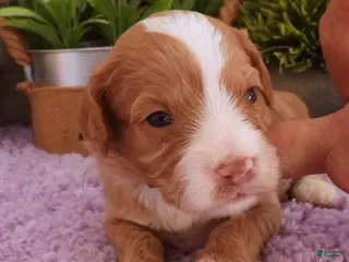 Cavapoo dogs Autumn's #1 Female - Ad 25