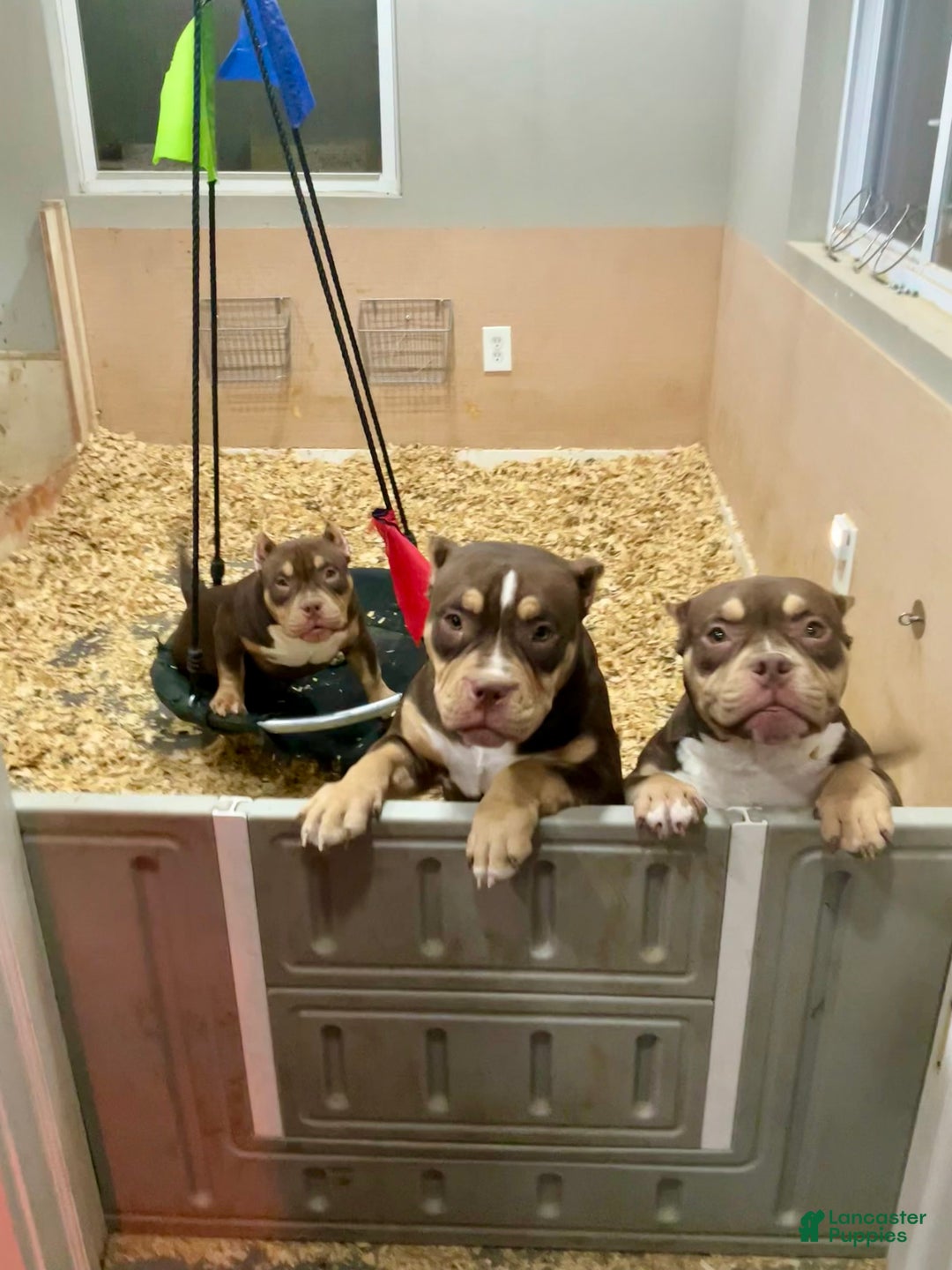 Gallery Image {{count}}