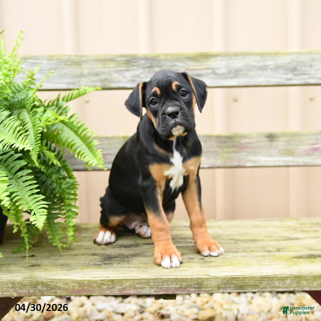 Boxer dogs for sale: Fudge - Ad 3