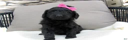 Mini Goldendoodle dogs for sale: Izzy - Ad 5
